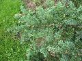 Black Hills White Spruce / Picea glauca 